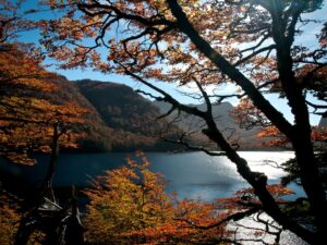 Excursión a Puerto Blest y Lago Frías con traslado - Imagen 4
