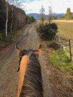 Cabalgata por el bosque de Cohiues